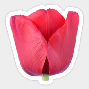 Tulip Sticker